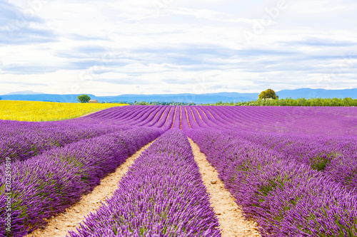 Blossoming lavender and sunflower fields in Provence  France.