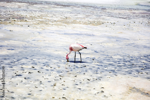 Flamingo at Laguna Hedionda...