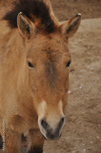 Portrait of horse closeup