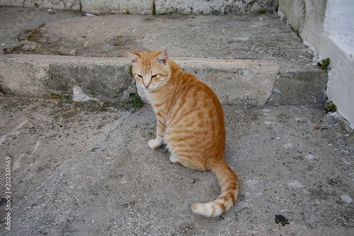 gatto