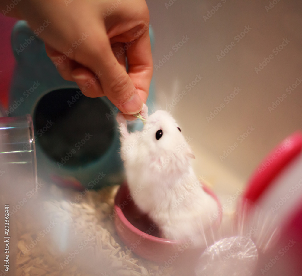 Cute Winter White Dwarf Hamster standing on hind legs asking for