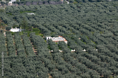 mattinata
