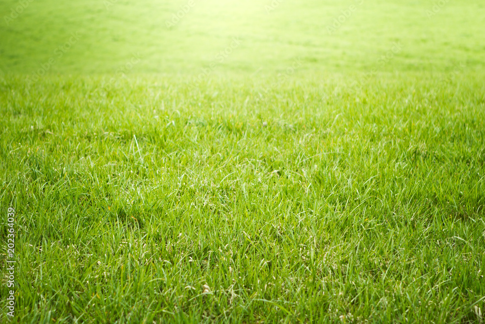 fresh green grass morning sun light filed growth fresh green grass morning sun light filed growth
