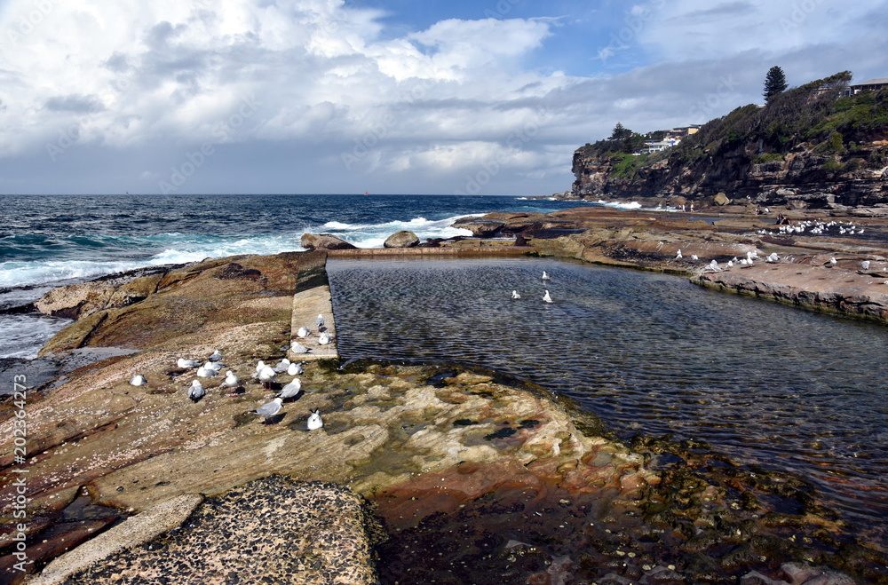 Seagulls stand on the rocks. Seagulls on rocks on the coastline of Dee Why beach.