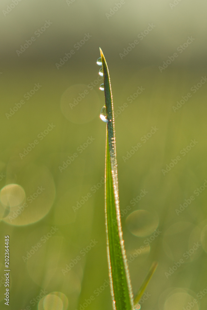 fresh green grass dew drop morning sun light fresh green grass dew drop morning sun light