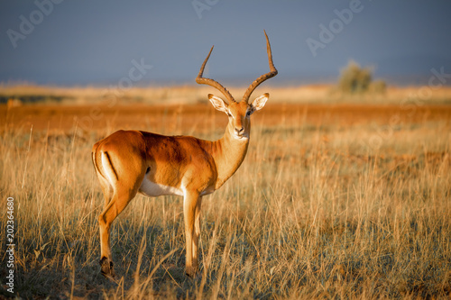 Impala Antilope in der Abendsonne in der afrikanischen Savanne photo
