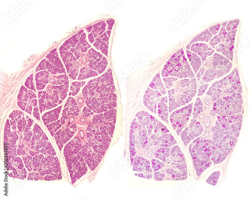 Human submandibular gland photo