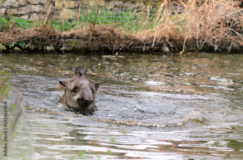 Tapir anta - Tapirus terrestris in a river, with a blurred background. Tapir anta - Tapirus terrestris in a river, with a blurred background.