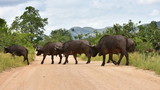 herd of buffalo crossing gravel roadin Kruger national park,Souts Africe