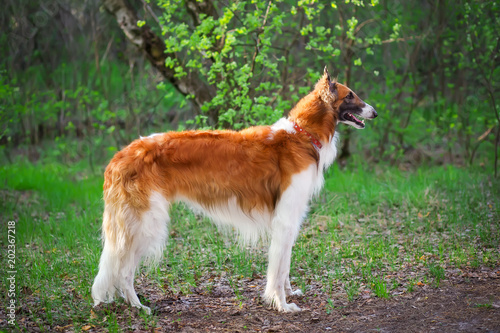 Russian Wolfhound Dog, Borzoi walk, Sighthound, Russkaya Psovaya Borzaya, Psovi. Hunter, Killer of wolves. One of the fastest hunting dogs in the world. Springtime, Outdoors © es0lex