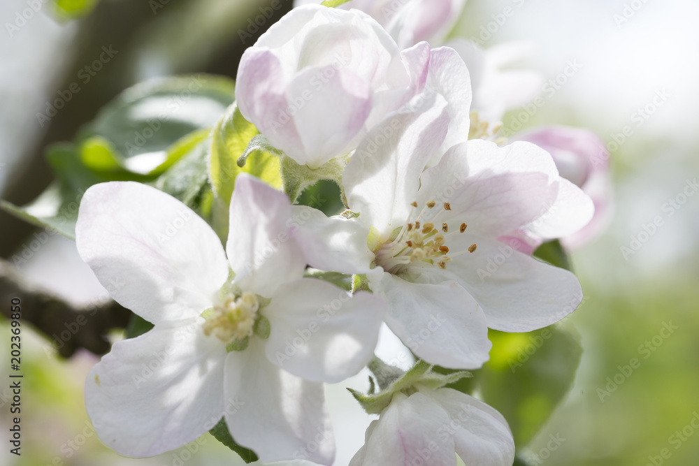 Detail of the Apple Tree Flower Detail of the Apple Tree Flower