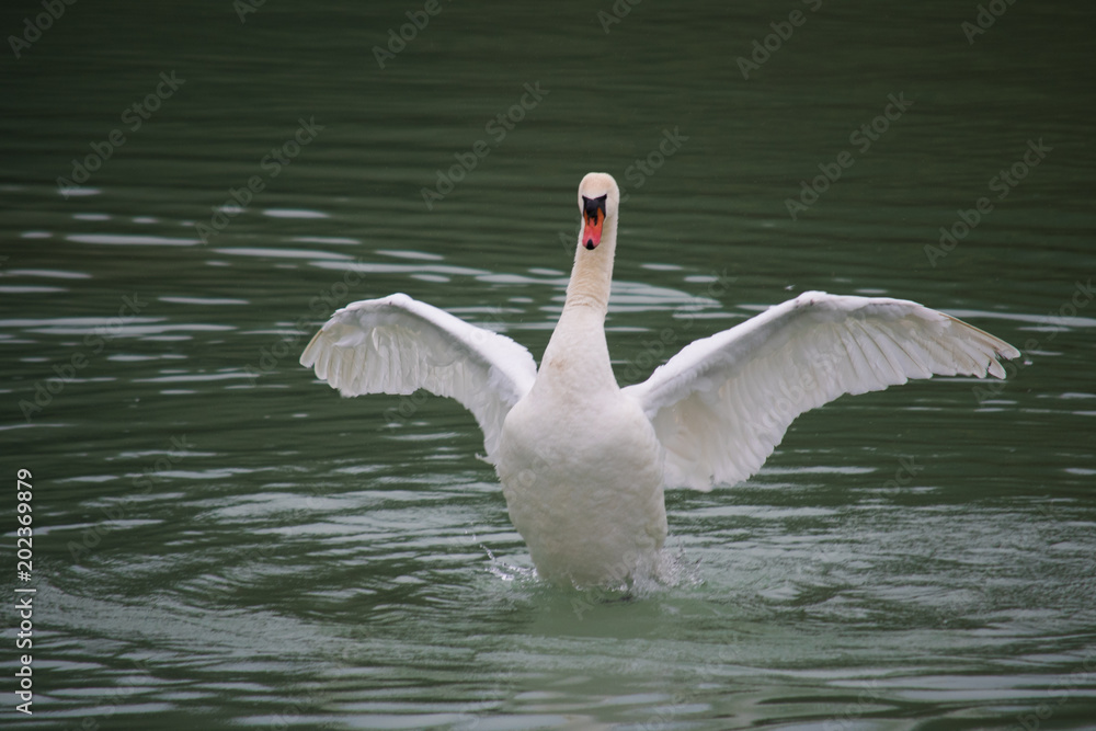Fototapeta premium Swan