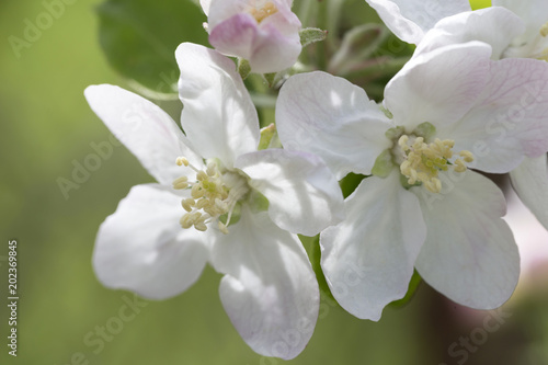 Detail of the Apple Tree Flower