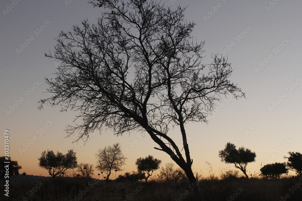 Siluetas al atardecer