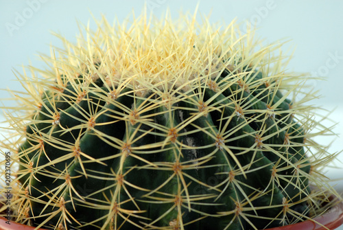 Cactus
