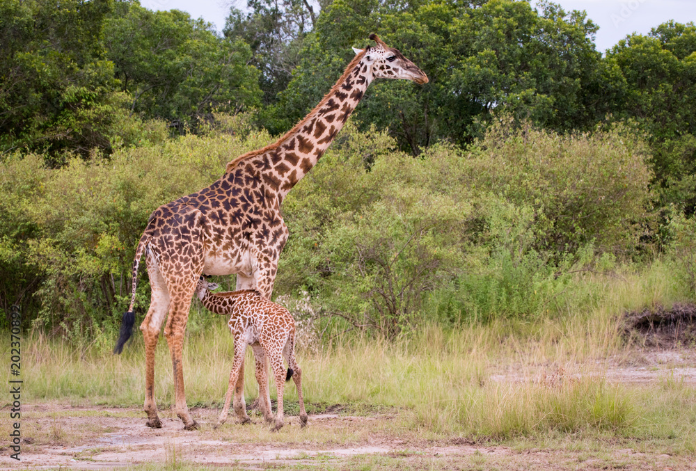 Giraffen-Baby saugt Milch bei der Giraffenmutter in der afrikanischen Savanne Giraffen-Baby saugt Milch bei der Giraffenmutter in der afrikanischen Savanne