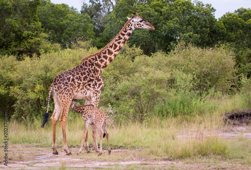 Giraffen-Baby saugt Milch bei der Giraffenmutter in der afrikanischen Savanne