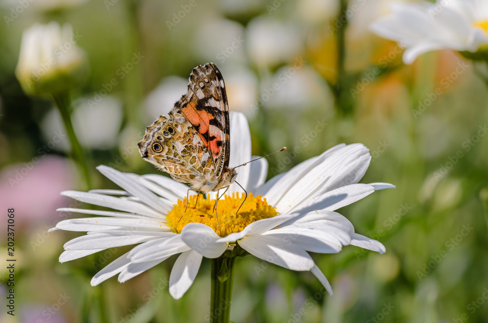Butterfly vanessa cardui collects nectar from flower Butterfly vanessa cardui collects nectar from flower