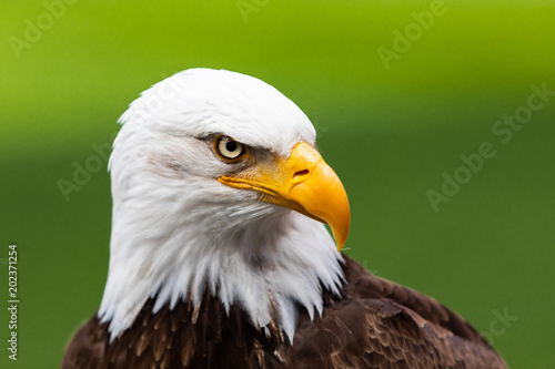 Haliaeetus leucocephalus eagle head