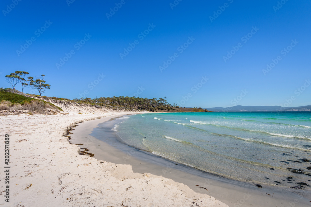 Amazing view to great paradise island sandy beach with turquoise blue water and green shore jungle forest on warm sunny clear sky relaxing day, Maria island National Park, Tasmania, Australia