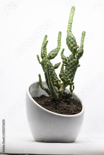 Cactus en Maceta Blanca