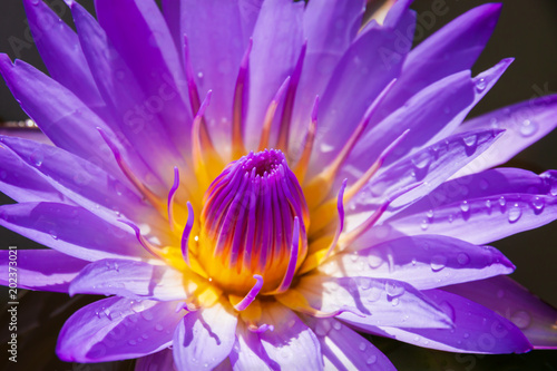 Purple water lily 