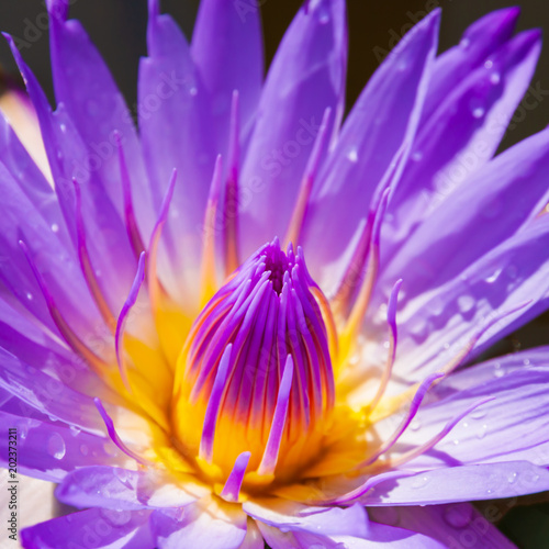 Purple water lily 