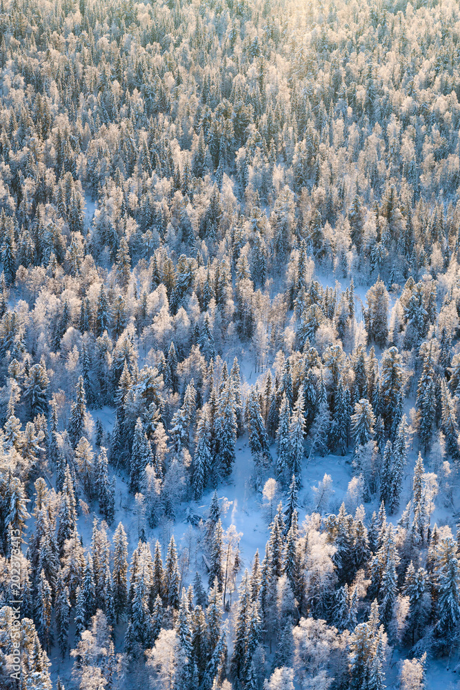 Top view of winter forest