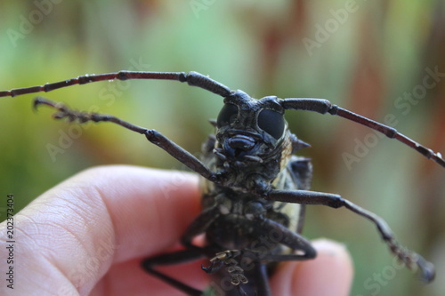 Foto Cerambycidae in my hand