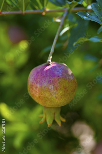 Granatapfel am Baum