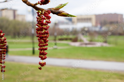 Poplar flowers (Populus nigra) in the spring in the Park