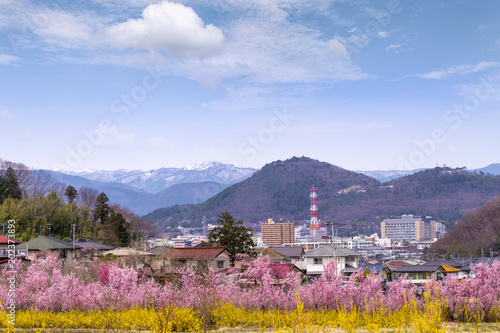 Cherry-blossom trees (Sakura) and many kinds of flowers in Hanamiyama park and Fukushima cityscape, in Fukushima, Tohoku area, Japan. The park is very famous Sakura view spot