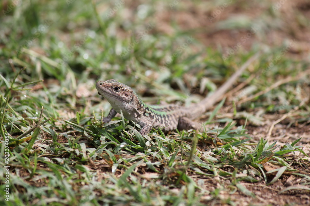 Naklejka premium Salamander