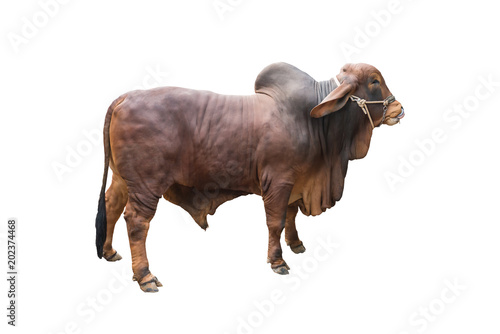 Photography Good brahman cow isolate on white background,This has clipping path,The best cow