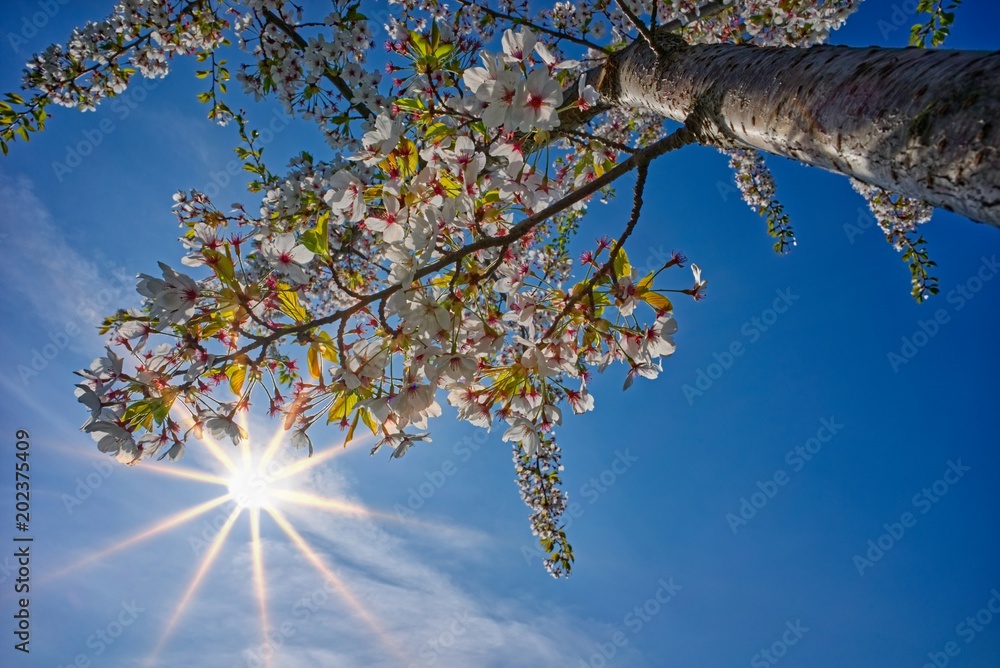 Fototapeta premium Kirschbaum mit weißen Blüten im Sonnenschein vor blauem Himmel