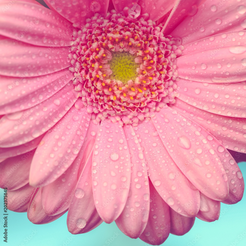 Obraz premium Pink gerbera with water drops on turquoise background. Macro photography of gerbera flower.