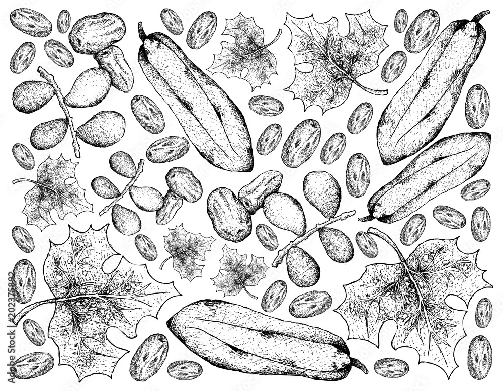 Hand Drawn Background of Dates and Babaco Papaya Fruits Hand Drawn Background of Dates and Babaco Papaya Fruits