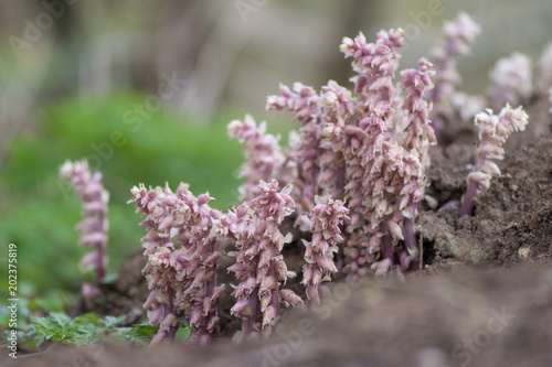 Toothwort (Lathraea squamaria) parasitic plant flowers. Light pink flowers of plant in the family Orobanchaceae, infecting willow (Salix sp.) photo