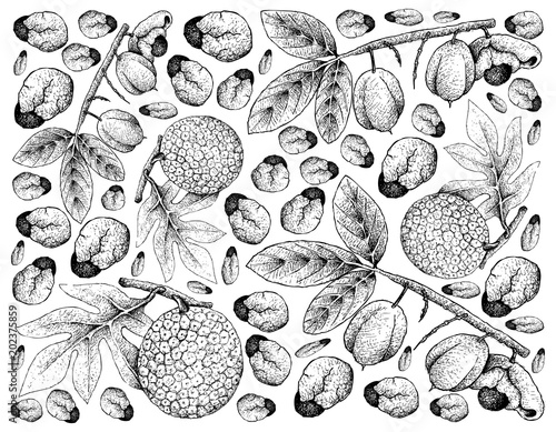 Hand Drawn Background of Ackee Fruits and Breadfruit