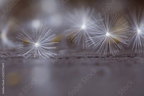 Selective focus on Dandelion seeds for nature background 