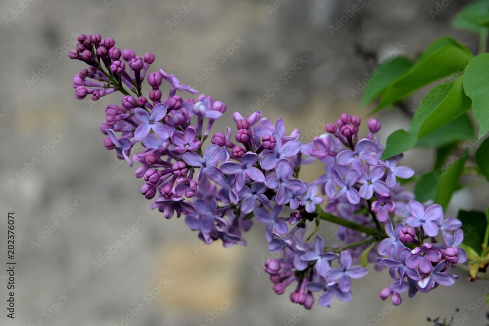 Obraz premium Lilas 