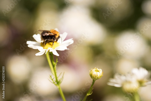 bumblebee sits on a Daisy flower on a green background