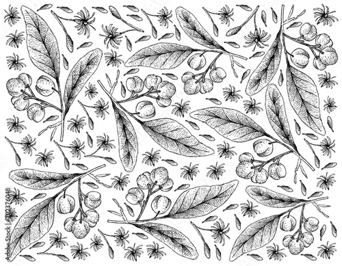 Hand Drawn Background of Acronychia Pedunculata Fruits photo