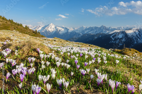 Frühling in den Alpen in Österreich