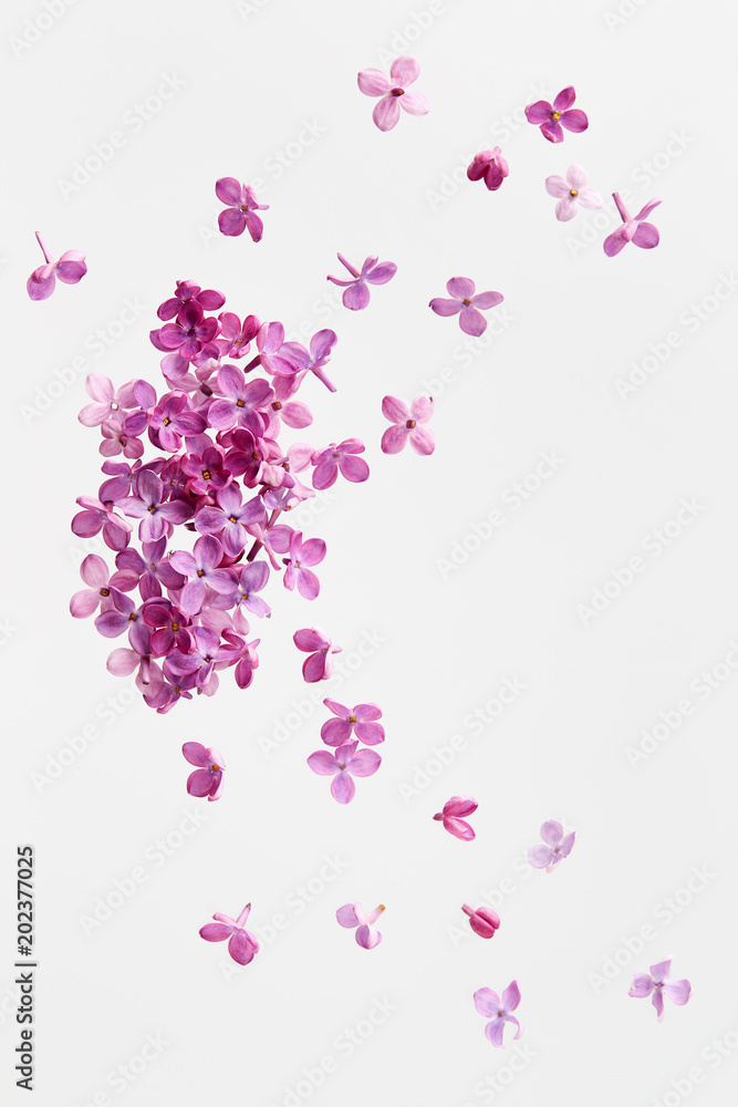 Lilac blossoms on white background.