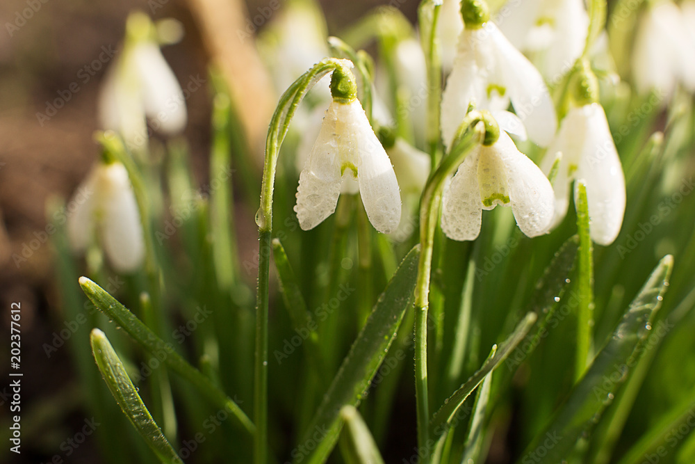 snowdrops white spring snowdrops white spring