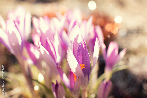 Crocus flowers spring with raindrops © Anna