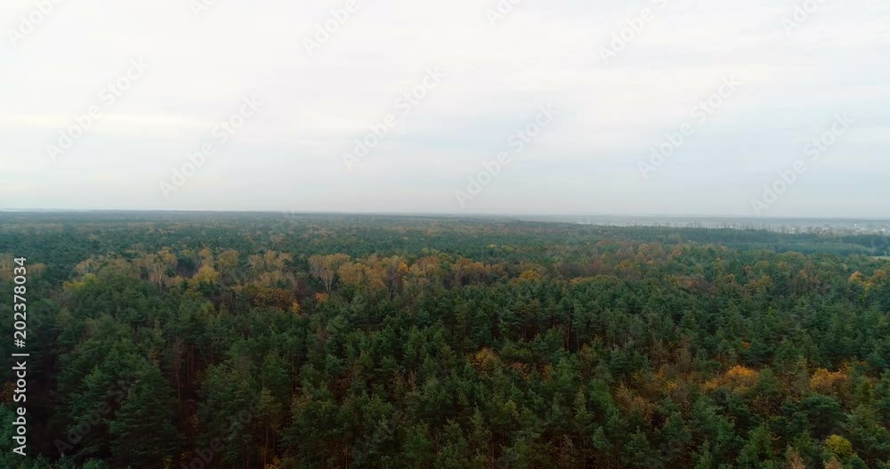 Flying Over Forest. Forest from Above Flying Over Forest. Forest from Above