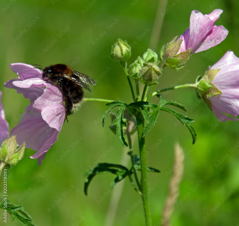 Hummel auf Blüte im Frühling Hummel auf Blüte im Frühling