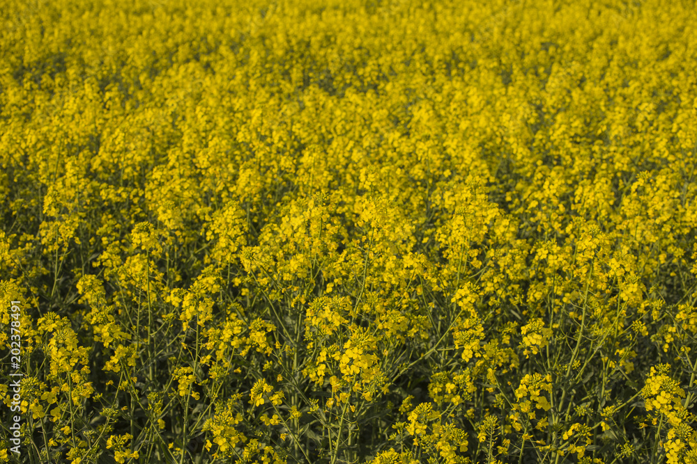 Yellow rapeseed field. Shrovetide culture Sinapis. Yellow rapeseed field. Shrovetide culture Sinapis.
